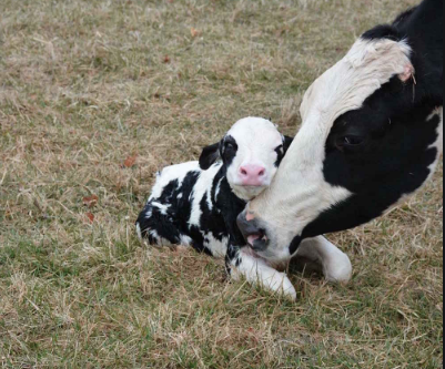 Baby cow